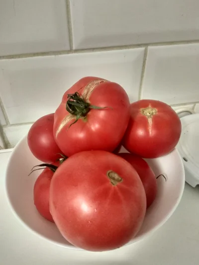 Atktona_tyle - Takie piękne #pomidory dziś kupiłam ma swoim osiedlu w #poznan z takie...