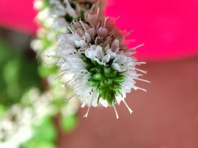bebzimo_v2 - Kwiat mięty