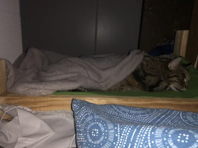LewCyzud - Zrobiłem taka mini ramę łóżka dla kota ze starych desek i postawiłem obok ...