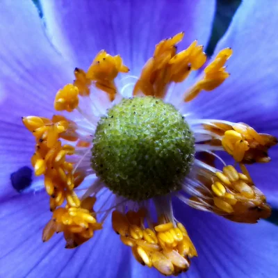 Chodtok - Kwiatuszek dla cb

#dailykwiatuszek #makrowpis