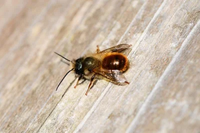 RedBaron - #bartnictwo #pszczoly bartnicy dbają o czystość rasowa dzikich pszczół pop...