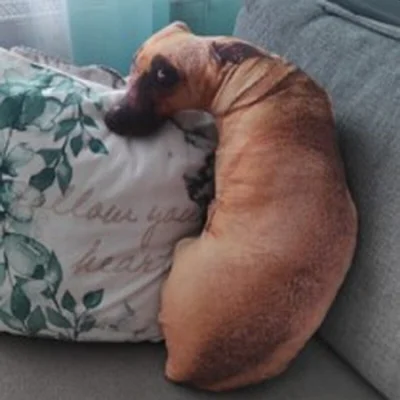 Prostozchin - @FightMaker:Proszę: Pies poduszka