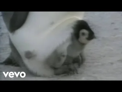 Fat_Mo - śmieszne pingwinki 

#muzyka #zwierzaczki #jeanmichelejarre