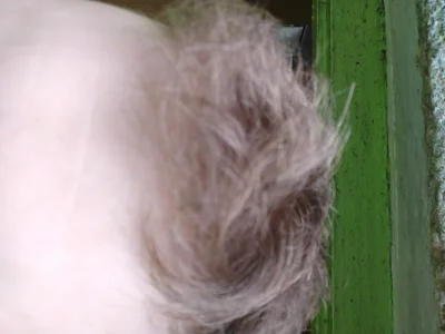 brednyk - Jakie ja mam suche włosy na głowie, jakby Saharę osiedliło. Wygląda to jak ...