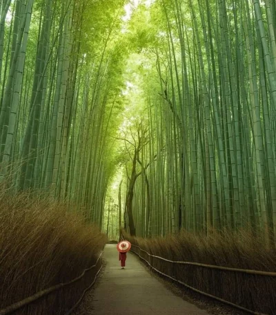 Sigurdsdottir - Las bambusowy Kioto

#japonia #las #natura