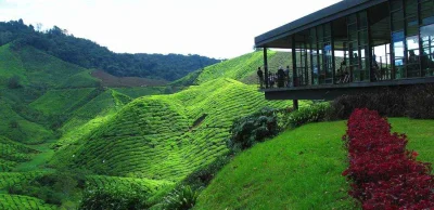 Xodet - Jeśli ktoś nie chce jechać do Chin - podobne wzgórza herbaty można znaleźć w ...