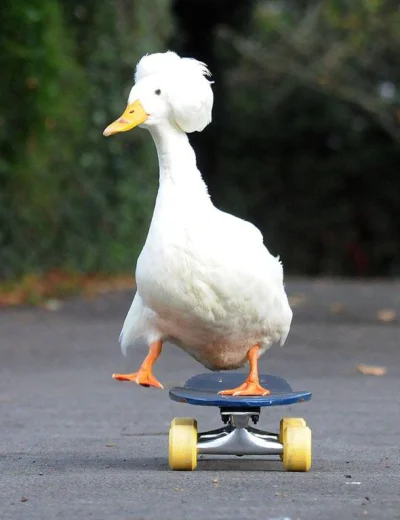 pewnie-kaczka - kaczka hawk pro skater ʕ•ᴥ•ʔ