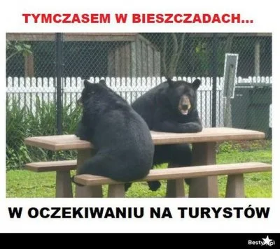 januszzczarnolasu - > Niedźwiedzica Grizzly i dwa jej niedźwiadki spotykają turystę n...