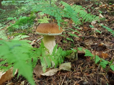 fluga - 3 dzień z rzędu na grzybach. Wysypu na Podkarpaciu jeszcze nie ma, grzybów tr...