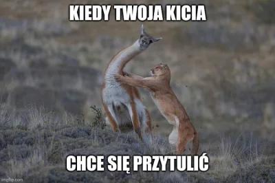 macieklaciek - #meme #smiesznekotki #heheszki