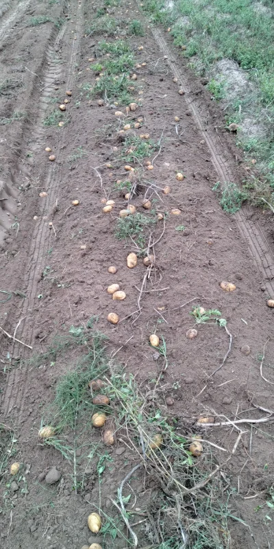 dr_papieros - Jak na prawdziwego wykopka przystało #rolnictwo #ziemniaki #ogrodnictwo