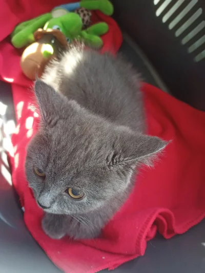 m76859 - Dajcie plusa żebym się nie bał w drodze do weta
#pokazkota #koty #kitku #ate...