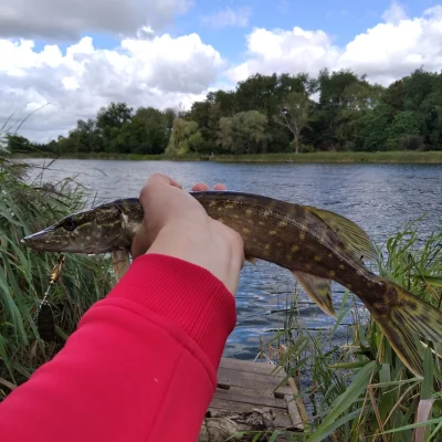 Szczupakkrolwod - Taki Maluszek wpadł dzisiaj przed południem na obrotówkę Mikado kol...