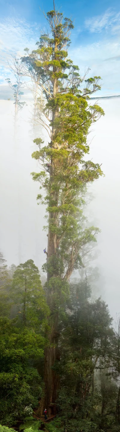 Lifelike - Eukaliptus królewski (Eucalyptus regnans)
Widoczny na fotografii okaz o n...