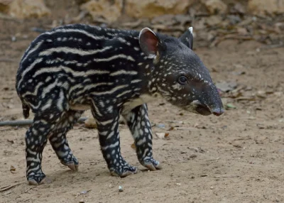 R187 - @kicioch: Skąd masz małego tapira? Tylko Twój jakby kolory na odwrót ( ͡º ͜ʖ͡º...