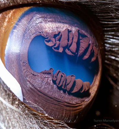 xxii - Zdjęcia zwierzęcych oczu.
Autor Suren Manvelyan
Na zdjęciu poniżej oko lamy....