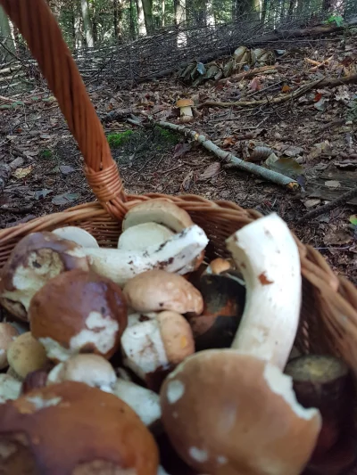 fluga - Kolejny dzień na grzybkach. Dziś jest już postęp bo jest dużo mniej grzybow r...