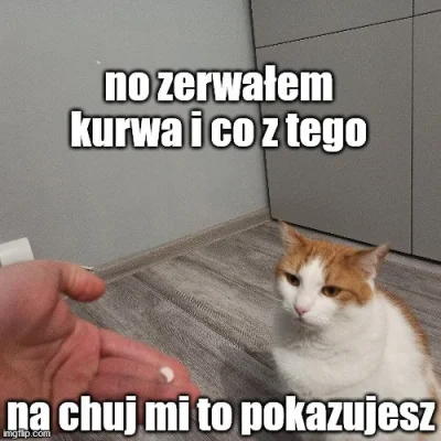 OstatniZnak - #pdk #humorobrazkowy #koty #smiesznekotki #memy