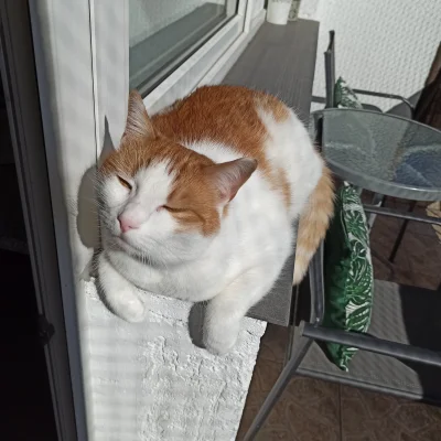M_longer - Rudolf łapie jesienne promienie słońca :)


#kot #koty #rudolf #koteczkizp...
