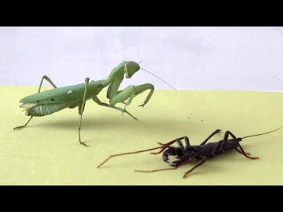 starnak - 当一只绿巨螳螂遇到鞭蝎，结果会发生什么