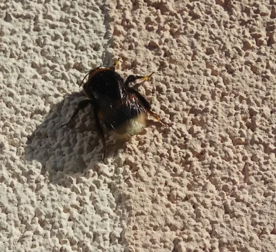 t.....a - Co to za pszczola? Duża byla. #pszczelarstwo 
#pszczola #owady