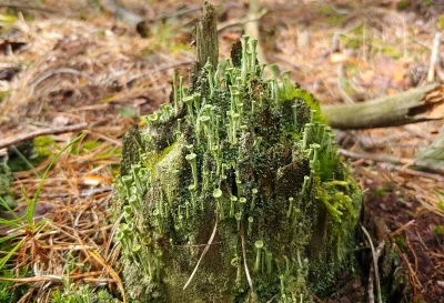 S.....e - Ładne grzyby dziś znalazłam w lesie?
#grzyby #las #chwalesie
