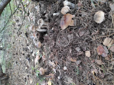 stapry - Ile grzybów jest na zdjęciu? #grzyby #grzybobranie