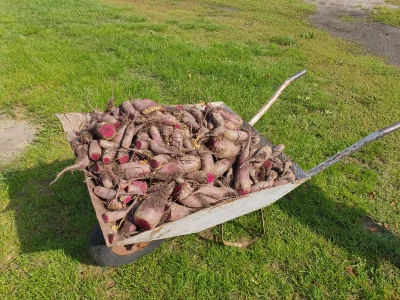 SHOGOKI - Ostatnio kilka skrzynek cebuli było w gorących, ile plusów dostanie taczka ...