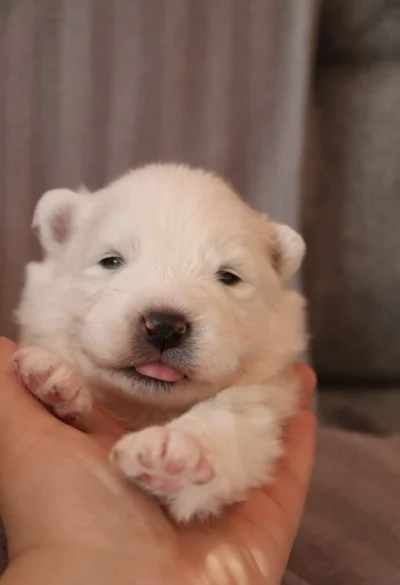 Frutis - (｡◕‿‿◕｡)
#samoyed #smiesznypiesek