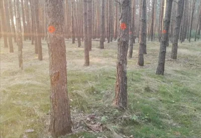 przebrzydlak - Czy zna się ktoś na oznaczeniach drzew w gospodarce leśnej? Co oznacza...