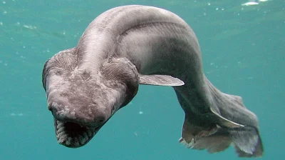 K4rpik - Płaszczak (Frilled shark) - rekin z rodziny płaszczkowatych, osobnik ten nos...