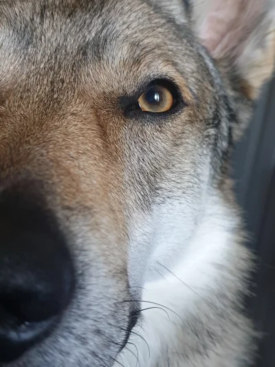pranko_csv - Jaki mam kolor oczu?
#prankothewolfdog ✓ #kiciochpyta #pytanie