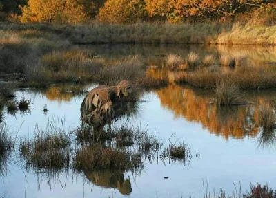 stowarzyszenie_przebudzeni - > „Homo Algus” to rzeźby z błota i glonów wykonane przez...