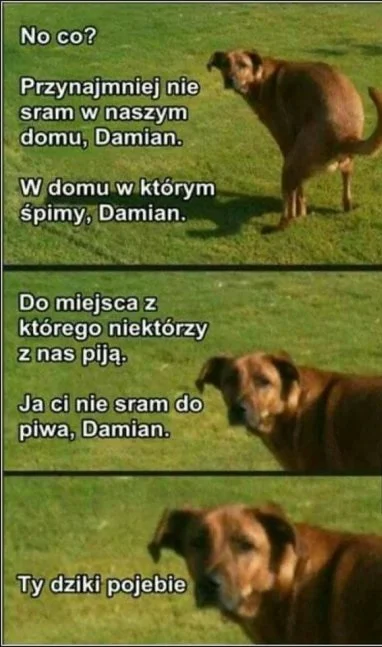 d.....r - @tomash-pl: spojrzenie Twojego psa