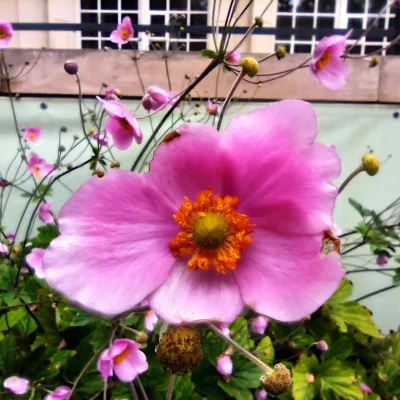 Chodtok - Kwiatuszek dla cb

#dailykwiatuszek