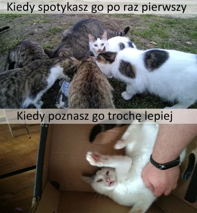 TRicKYmAn - melduję kot oswojon
#kitku #pokazkota #kociemordy #katzenpfotchen