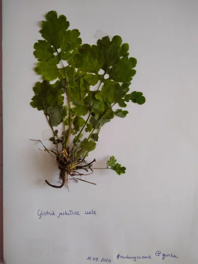 gorzka - 2. Glistnik jaskółcze ziele (Chelidonium majus)
Roślina ma długą tradycję z...