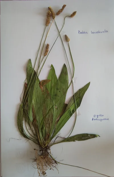 gorzka - 5. Babka lancetowata (Plantago lanceolata) 
Babka lancetowata jest rośliną ...