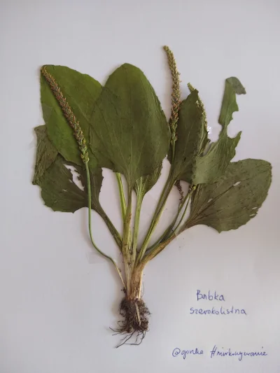 gorzka - 7. Babka szerokolistna (babka zwyczajna, Plantago major) 
Babka szerokolist...