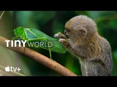 upflixpl - Tiny World | Zwiastun serialu przyrodniczego Apple TV+

Platforma Apple ...