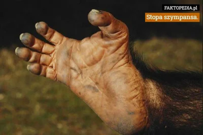 G.....z - #feet #stopy #stopyboners #stopki