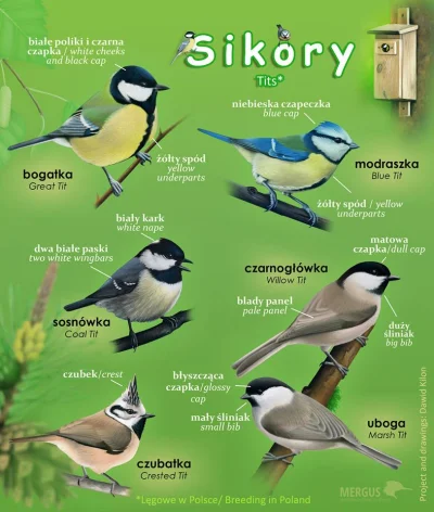 Lifelike - #graphsandmaps #nauka #biologia #ornitologia #ptaki #przyroda #infografika