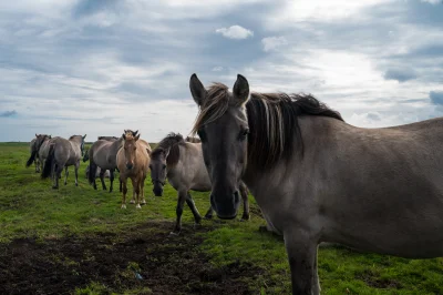 gilotyniarz - Takie koniki wczoraj spotkałem w rezerwacie przyrody Beka nad morzem ( ...