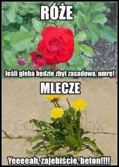nonOfUsAreFree - Mem motywujący
#heheszki #humorobrazkowy #memy