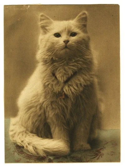 The_Orz - #kitku z około roku 1890

#koty #smiesznekotki #historia #ciekawostki #ci...
