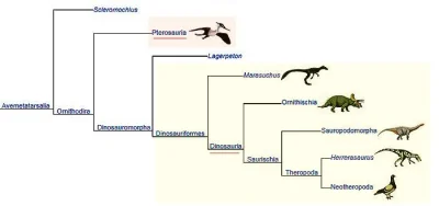 hortu - @thomeq: @NorthropGrummanX: pterodaktyle nie są dinozaurami