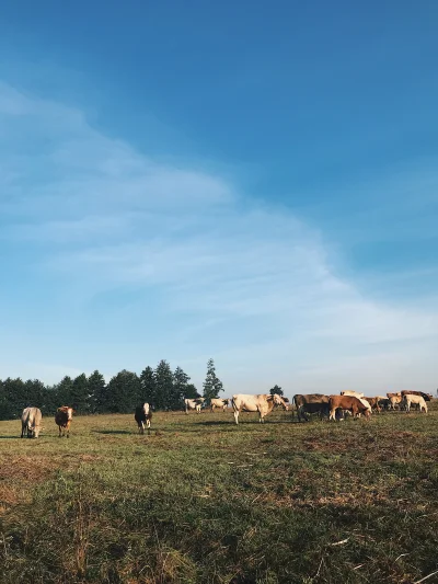 cytmirka - Wieś o poranku (o ile nie śmierdzi kurami i gownami) to coś pięknego (｡◕‿‿...