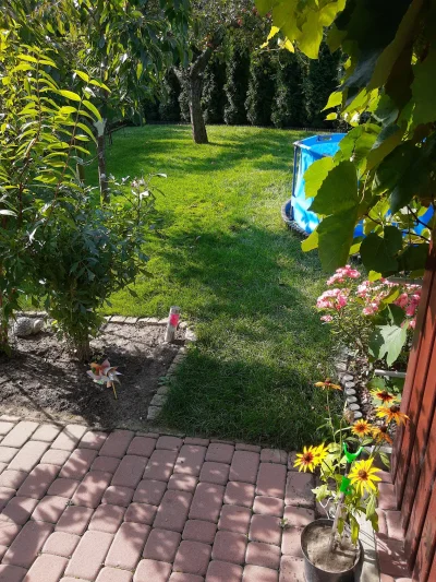 harnasiek - #ogrodnictwo #praca 
Mirasy, ostatnia trawka chyba do koszenia w tym roku...