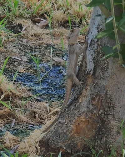 majk093 - Ktoś się zna na jaszczurkach? Jaki to gatunek? Trafiona w Grecji na Rodos. ...