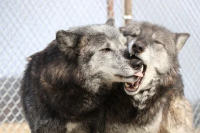 Wulfi - #wilk #zwierzaczki #smiesznypiesek #zwierzeta #wulfi